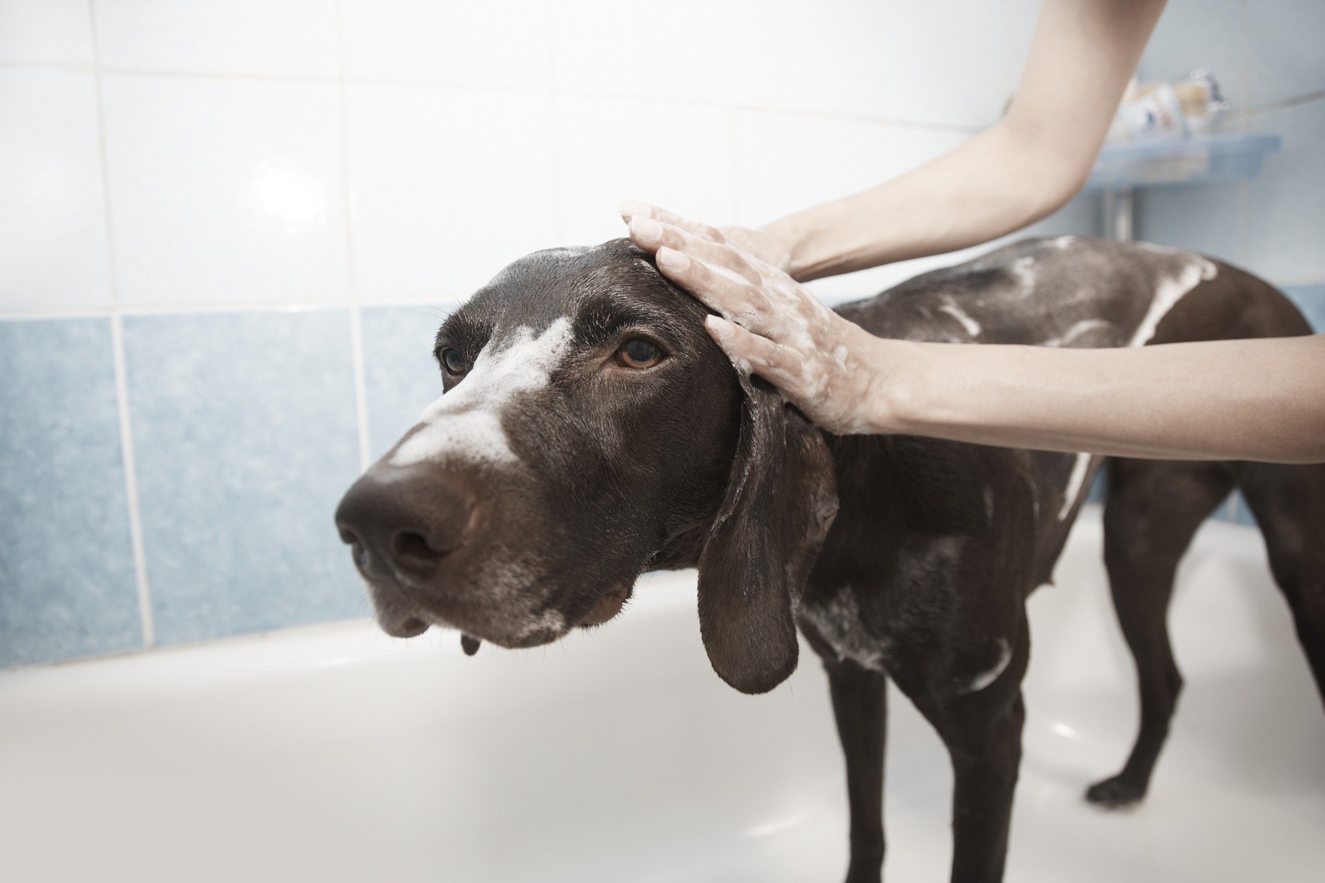 Pet Groomer in Las Vegas, NV 89147 Durango Animal Hospital